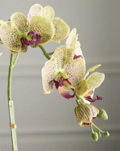 T & C Floral Company Triple Orchids with Peacock Ore 23" Faux Floral Arrangement in Ripple Vase | Thumbnail 3