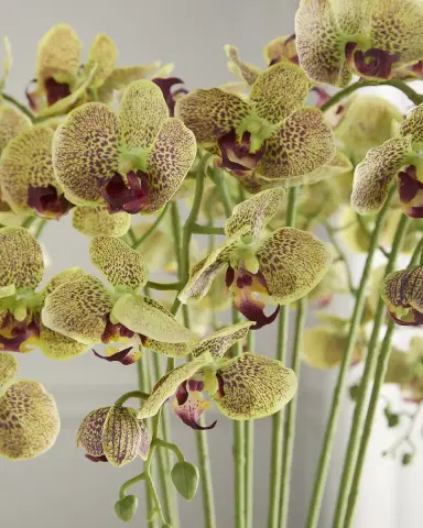 T & C Floral Company Orchids 29" Faux Floral Arrangement in Mixed Metal Urn | Thumbnail 2