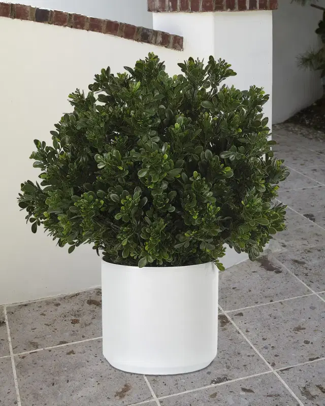 NDI Faux Boxwood In Ceramic White Pot, 28"T