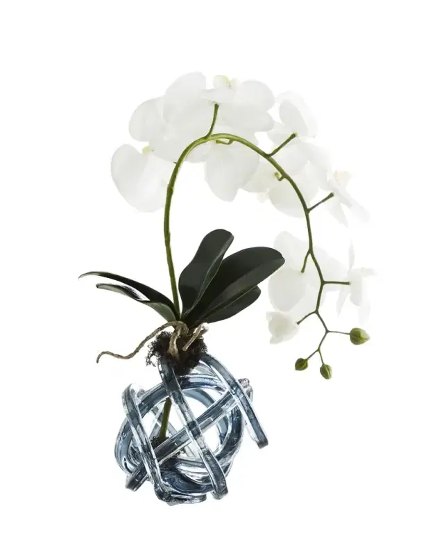 John-Richard Collection Azul Orchids Floral Arrangement