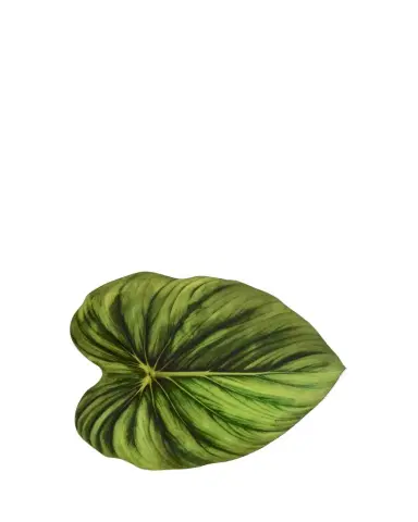 Kim Seybert Tropicana Placemat | Thumbnail 1 Kim Seybert Tropicana Placemat | Thumbnail 1
