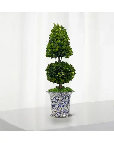 Winward Home Preserved Coneball Boxwood Topiary In Porcelain Vase - 24" | Thumbnail 2