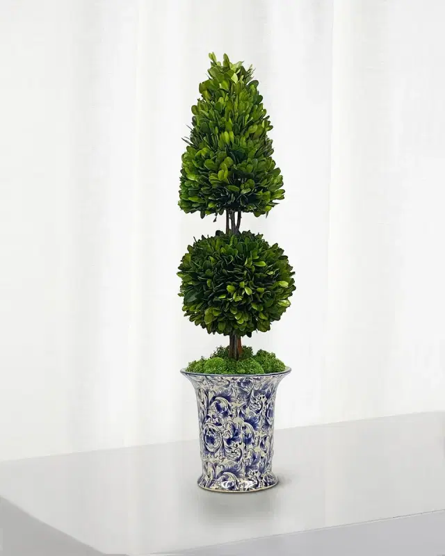 Winward Home Preserved Coneball Boxwood Topiary In Porcelain Vase - 24"