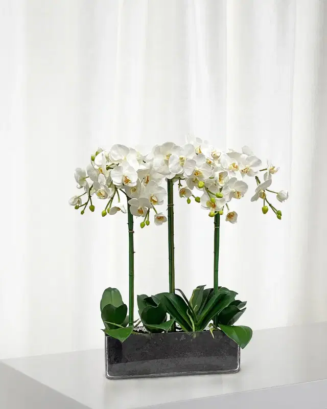 Winward Home Orchid Phalaenopsis in Glass
