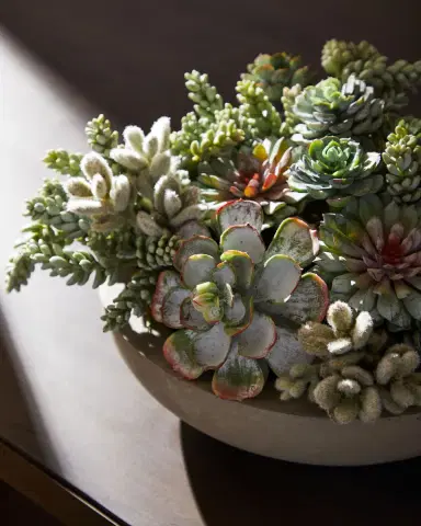 Winward Home Succulents in Bowl | Thumbnail 2