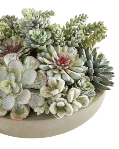 Winward Home Succulents in Bowl | Thumbnail 1