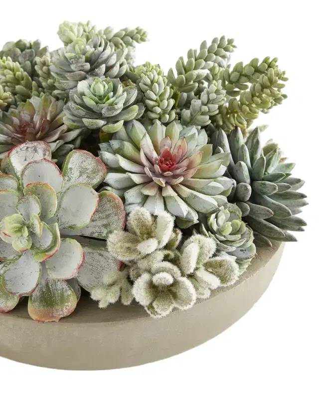 Winward Home Succulents in Bowl