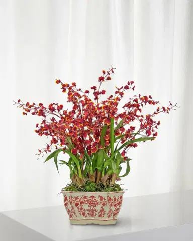 Winward Home Dancing Oncidium in Longline Planter | Thumbnail 1