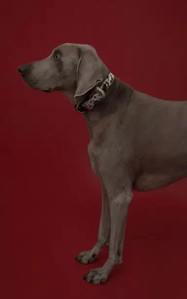 Perrita Cow Girl Collar - Animal | Thumbnail 2 Perrita Cow Girl Collar - Animal | Thumbnail 2
