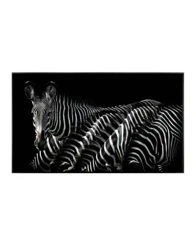 John-Richard Collection "Dazzle of Grevys" Framed Wall Art by Rodney Bursiel | Thumbnail 2