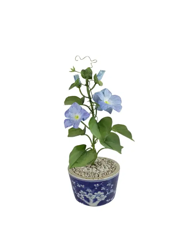 Tommy Mitchell Morning Glory September Birth Flower in Ceramic Pot