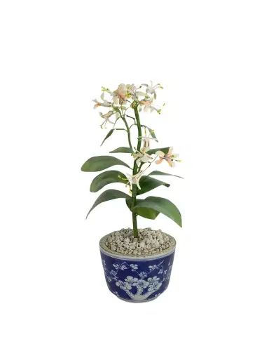 Tommy Mitchell Honeysuckle June Birth Flower in Ceramic Pot | Thumbnail 1 Tommy Mitchell Honeysuckle June Birth Flower in Ceramic Pot | Thumbnail 1