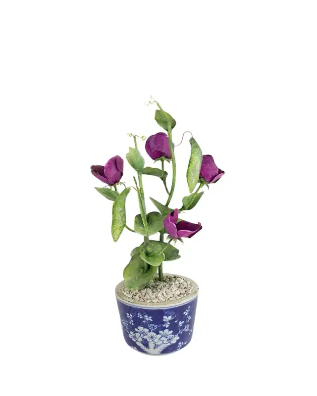 Tommy Mitchell Sweet Pea April Birth Flower in Ceramic Pot