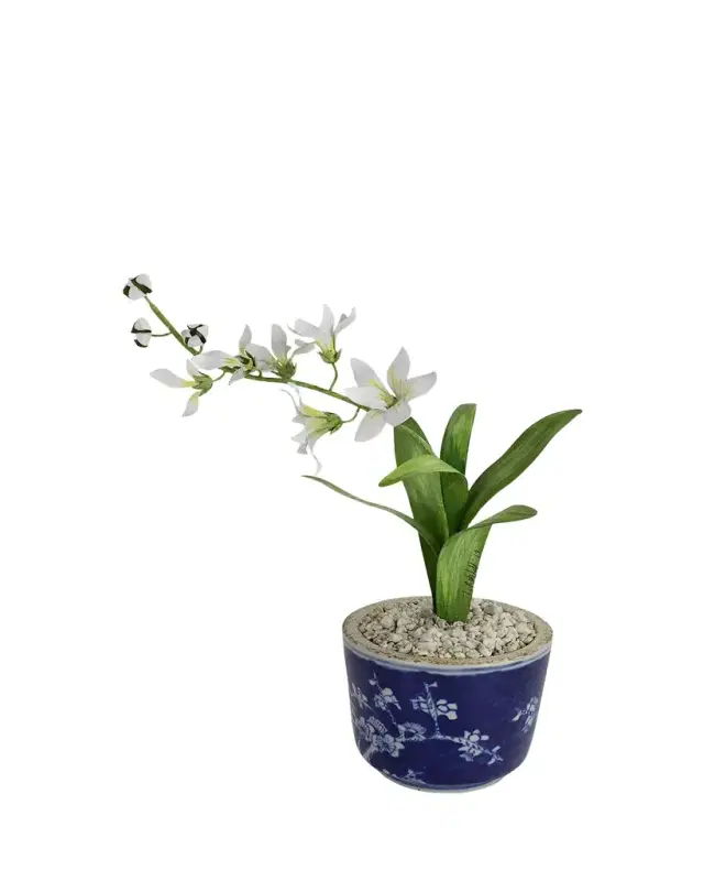 Tommy Mitchell Freesia March Birth Flower in Ceramic Pot