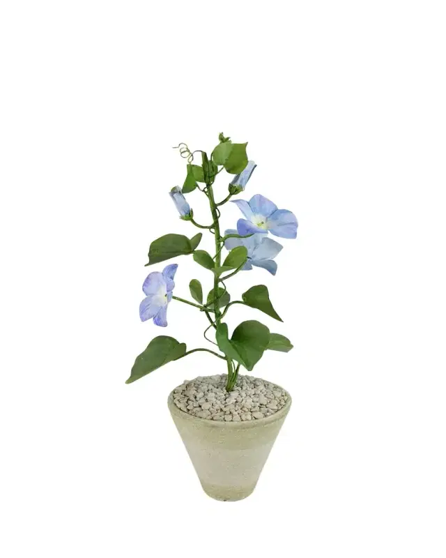 Tommy Mitchell Morning Glory September Birth Flower in White Terracotta Pot