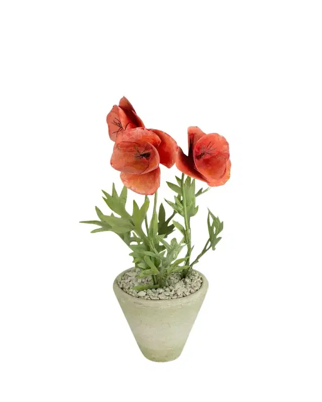 Tommy Mitchell Poppy August Birth Flower in White Terracotta Pot