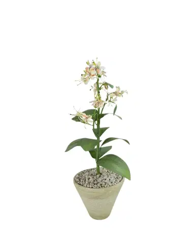 Tommy Mitchell Honeysuckle June Birth Flower in White Terracotta Pot | Thumbnail 1 Tommy Mitchell Honeysuckle June Birth Flower in White Terracotta Pot | Thumbnail 1