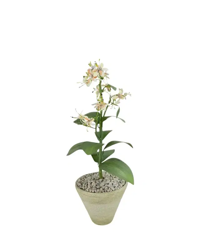 Tommy Mitchell Honeysuckle June Birth Flower in White Terracotta Pot