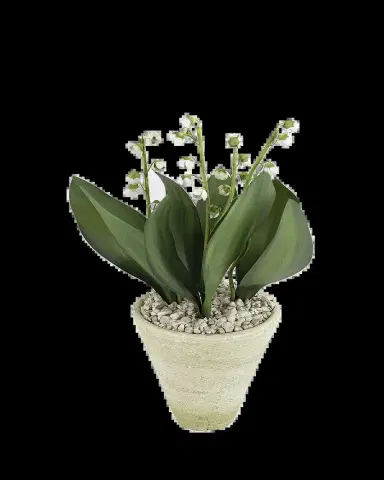 Tommy Mitchell Lily of the Valley May Birth Flower in White Terracotta Pot | Thumbnail 2