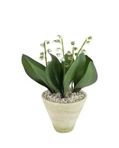 Tommy Mitchell Lily of the Valley May Birth Flower in White Terracotta Pot | Thumbnail 1