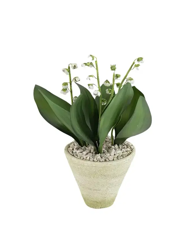 Tommy Mitchell Lily of the Valley May Birth Flower in White Terracotta Pot