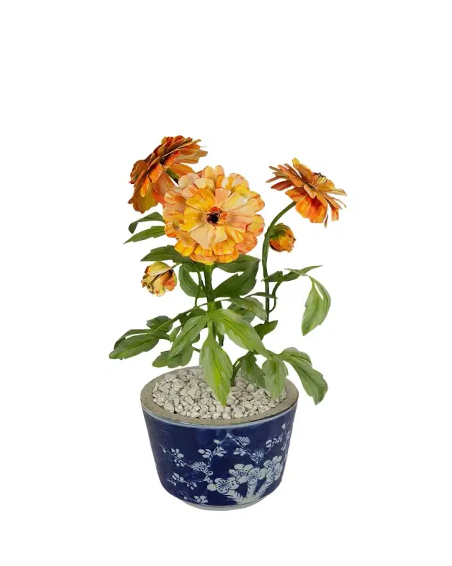 Tommy Mitchell Sweet Pea April Birth Flower in White Terracotta Pot