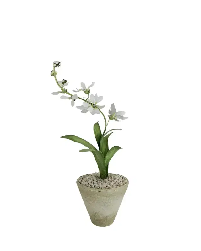 Tommy Mitchell Freesia March Birth Flower in White Terracotta Pot