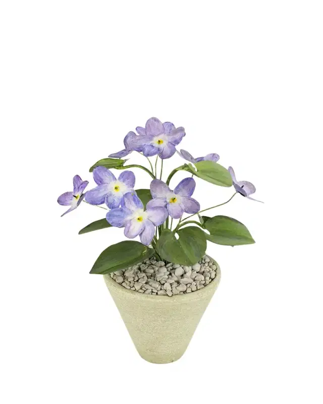 Tommy Mitchell Violet February Birth Flower in White Terracotta Pot