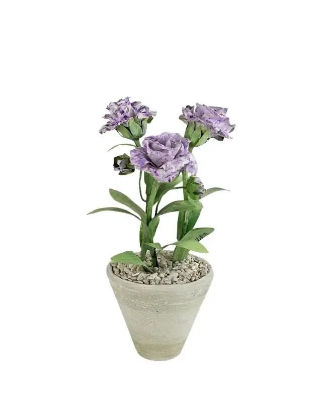 Tommy Mitchell Carnation January Birth Flower in White Terracotta Pot