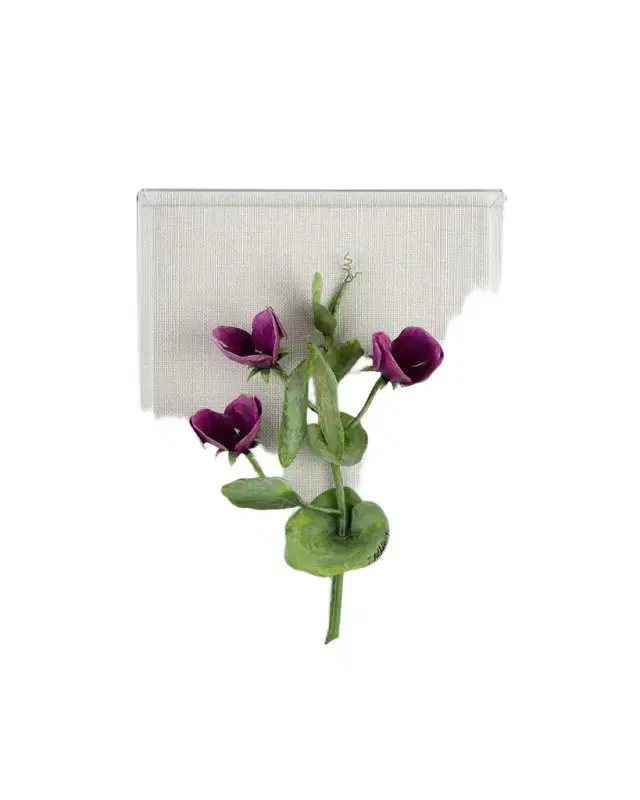 Tommy Mitchell Sweet Pea April Birth Flower Wall Art
