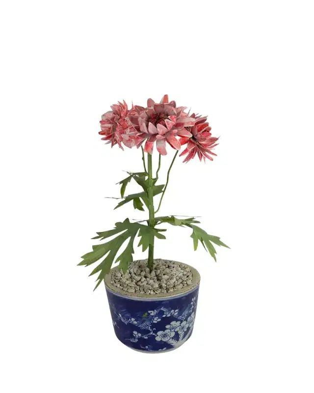 Tommy Mitchell Crysanthemum November Birth Flower in Ceramic Pot