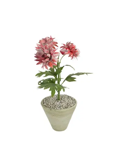 Tommy Mitchell Crysanthemum November Birth Flower in White Terracotta Pot | Thumbnail 1