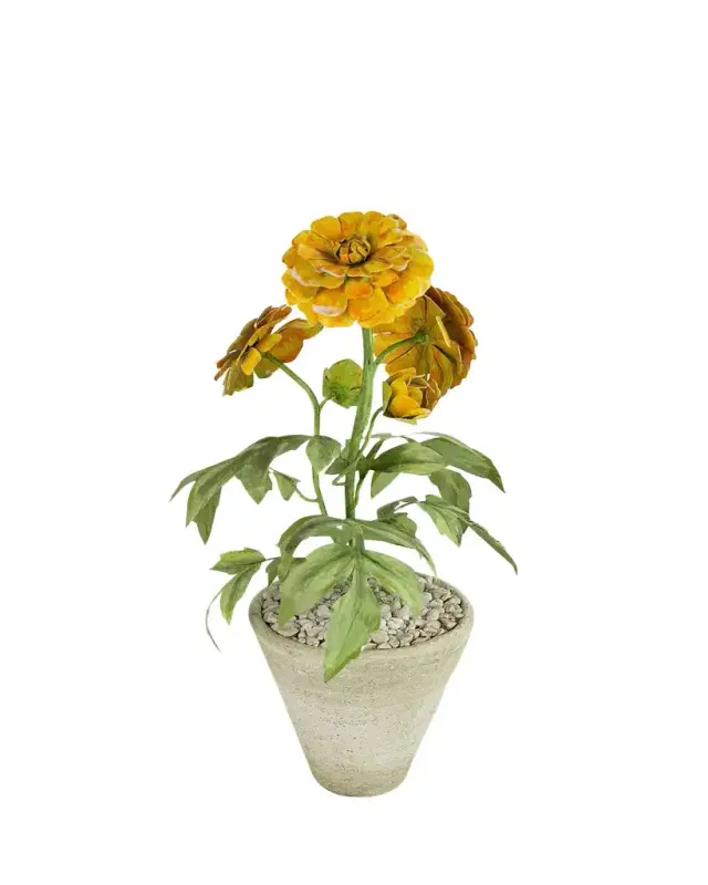 Tommy Mitchell Marigold October Birth Flower in White Terracotta Pot