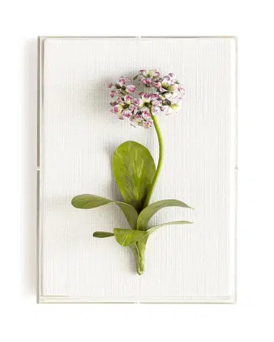 Tommy Mitchell Original Painted Primula Study | Thumbnail 2