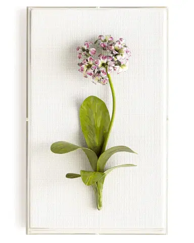 Tommy Mitchell Original Painted Primula Study | Thumbnail 1