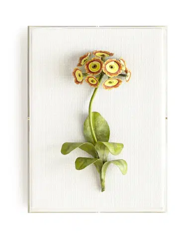 Tommy Mitchell Original Painted Auricula Study | Thumbnail 2