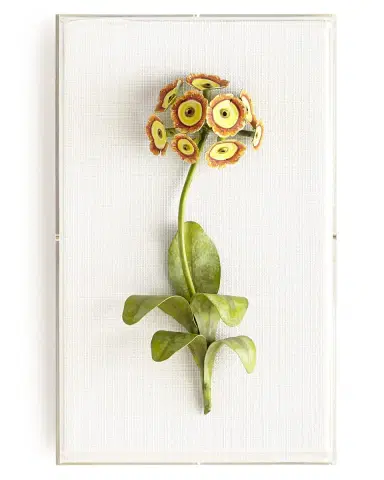 Tommy Mitchell Original Painted Auricula Study | Thumbnail 1