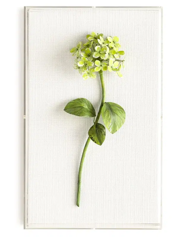 Tommy Mitchell Original Painted Hydrangea Study