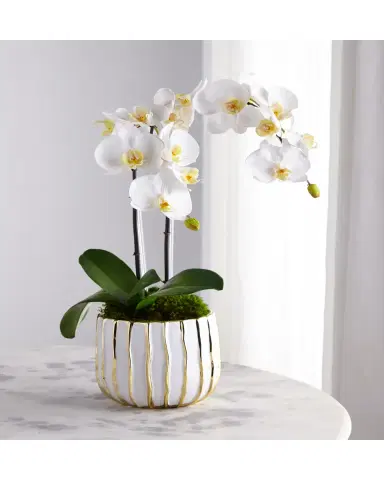 T & C Floral Company White Orchid in White/Gold Pot | Thumbnail 2
