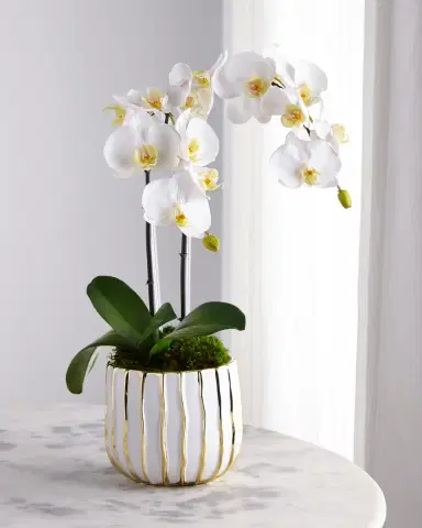 T & C Floral Company White Orchid in White/Gold Pot | Thumbnail 1