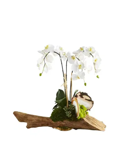 T & C Floral Company White Orchid in Driftwood Agate Slabs | Thumbnail 1