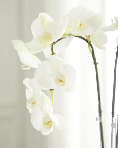 T & C Floral Company Triple Orchid Faux Florals in White Ceramic Pot with Selenite - 23" | Thumbnail 2 T & C Floral Company Triple Orchid Faux Florals in White Ceramic Pot with Selenite - 23" | Thumbnail 2