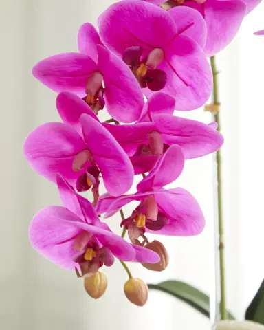 T & C Floral Company Double Orchid Faux Florals in Gold-Rimmed Ceramic Pot with Zebra Stone - 22" | Thumbnail 2 T & C Floral Company Double Orchid Faux Florals in Gold-Rimmed Ceramic Pot with Zebra Stone - 22" | Thumbnail 2