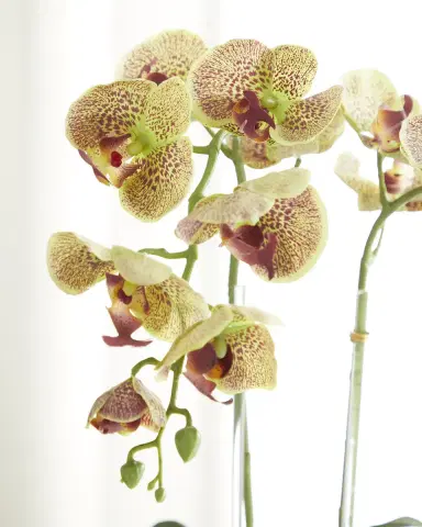 T & C Floral Company Double Orchid Faux Florals in Gold-Rimmed Ceramic Pot with Zebra Stone - 22" | Thumbnail 2 T & C Floral Company Double Orchid Faux Florals in Gold-Rimmed Ceramic Pot with Zebra Stone - 22" | Thumbnail 2