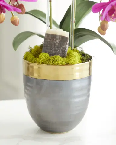 T & C Floral Company Double Orchid Faux Florals in Gold-Rimmed Ceramic Pot with Zebra Stone - 22" | Thumbnail 4 T & C Floral Company Double Orchid Faux Florals in Gold-Rimmed Ceramic Pot with Zebra Stone - 22" | Thumbnail 4