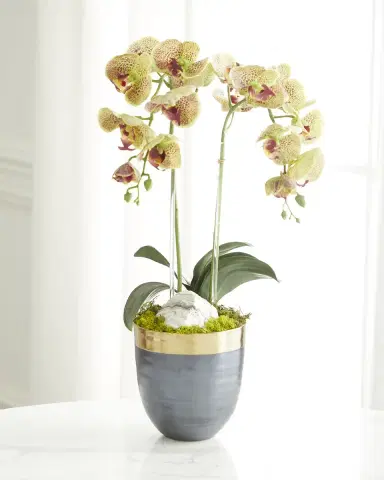 T & C Floral Company Double Orchid Faux Florals in Gold-Rimmed Ceramic Pot with Zebra Stone - 22" | Thumbnail 1 T & C Floral Company Double Orchid Faux Florals in Gold-Rimmed Ceramic Pot with Zebra Stone - 22" | Thumbnail 1
