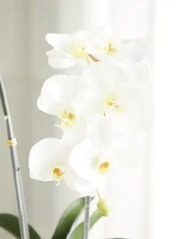 T & C Floral Company Double Orchid Faux Florals in Gold-Rimmed Ceramic Pot with Zebra Stone - 22" | Thumbnail 2 T & C Floral Company Double Orchid Faux Florals in Gold-Rimmed Ceramic Pot with Zebra Stone - 22" | Thumbnail 2
