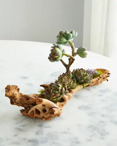 T & C Floral Company Baby Log Filled with Sedum | Thumbnail 2