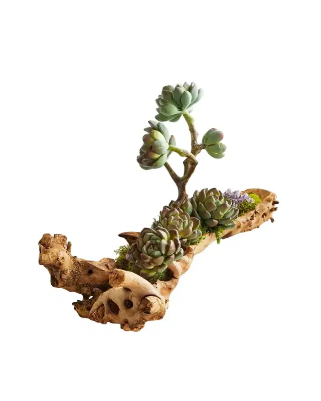 T & C Floral Company Baby Log Filled with Sedum