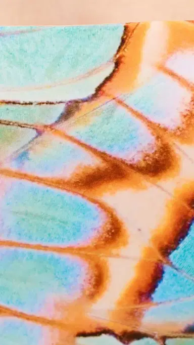 Vitamin A Classic Bandeau One Piece alachite Butterfly | Thumbnail 6